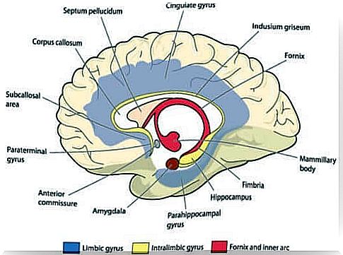 Illustration of the brain.