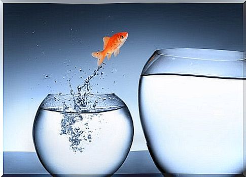 Fish that jump, divergent thinking