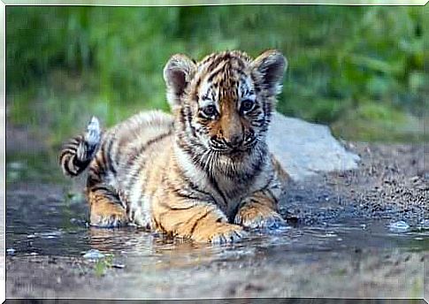 Four metaphors in acceptance and commitment therapy: Tiger cub