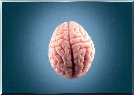 An image of a brain.