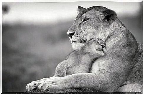 A lion enjoying himself with his kid