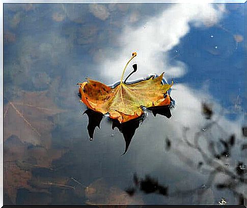 Leaves on the water