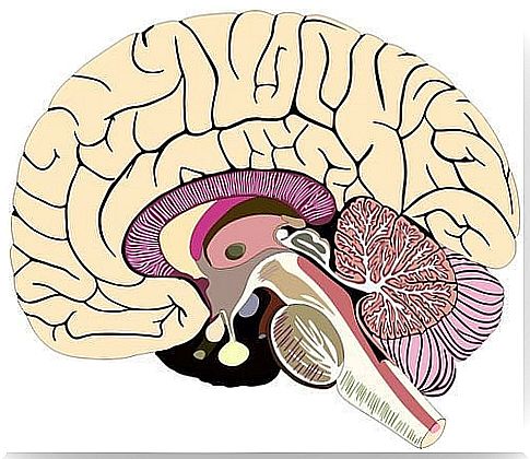 Central nervous system.