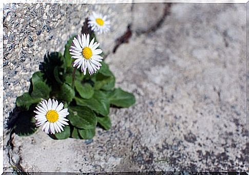 Flowers that represent hope in crises